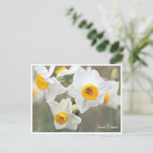 Carte Postale Japanese Daffodils (Debout devant)