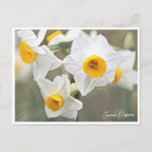 Carte Postale Japanese Daffodils (Devant)