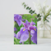 Carte Postale Japanese iris (Debout devant)