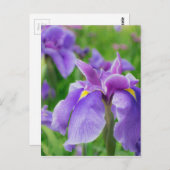 Carte Postale Japanese iris (Devant / Derrière)