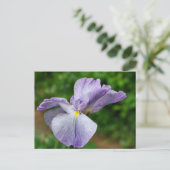 Carte Postale Japanese Iris Unfolding Flower Photography (Debout devant)