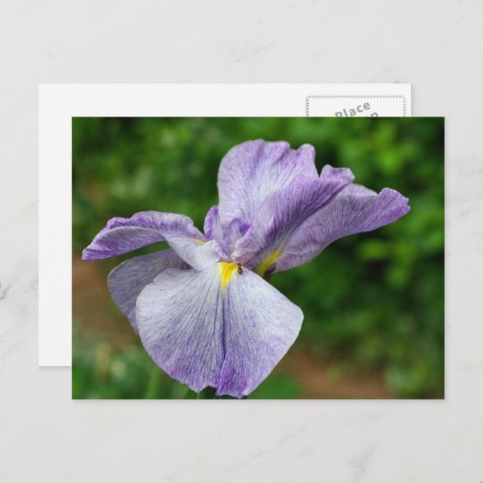 Carte Postale Japanese Iris Unfolding Flower Photography (Devant / Derrière)