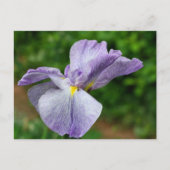 Carte Postale Japanese Iris Unfolding Flower Photography (Devant)