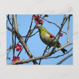 Carte Postale Japanese white-eye: Japan
