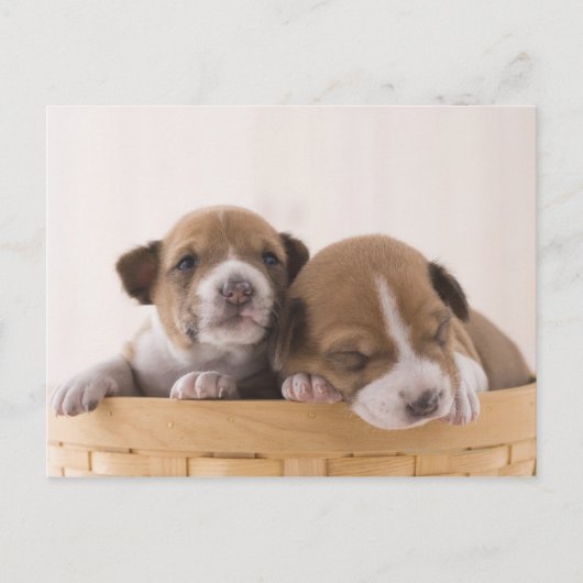 Carte Postale Japon (Devant)