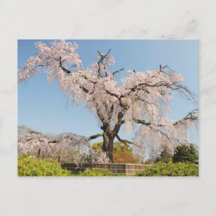 Carte Postale Japon, Kyoto. Cerisier pleureur sous un ciel bleu