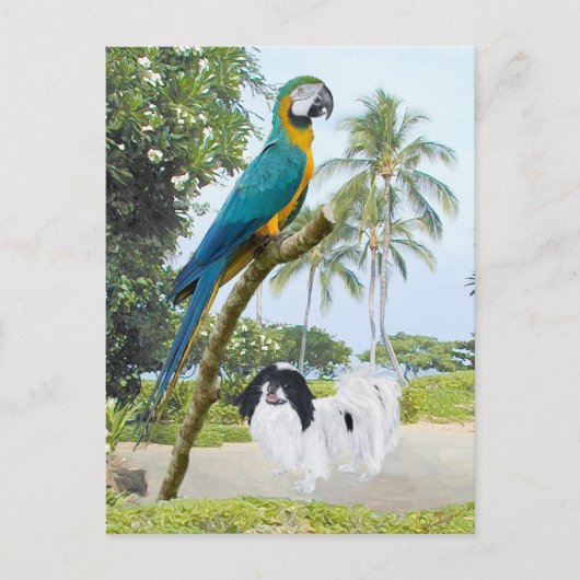 Carte Postale Japonais Chin et Macaw (Devant)