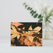 Carte postale japonais Maple 1 Automne Colonnes (Debout devant)