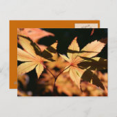 Carte postale japonais Maple 1 Automne Colonnes (Devant / Derrière)