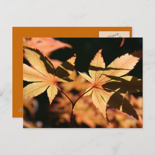 Carte postale japonais Maple 1 Automne Colonnes (Devant / Derrière)