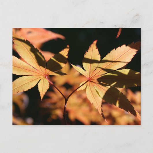 Carte postale japonais Maple 1 Automne Colonnes (Devant)