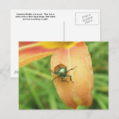 Carte postale japonaise du coléoptère (Devant / Derrière)