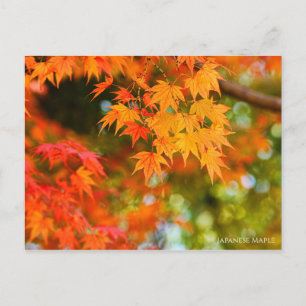 Carte postale japonaise Maple ［