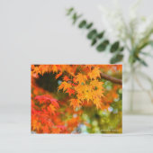 Carte postale japonaise Maple ［ (Debout devant)