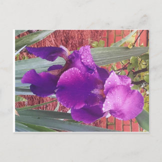 Carte postale japonaise violet Iris