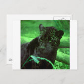 Carte Postale Jaquar noir panthère en vert (Devant / Derrière)