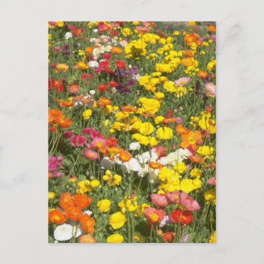 Carte Postale Jardin (Devant)