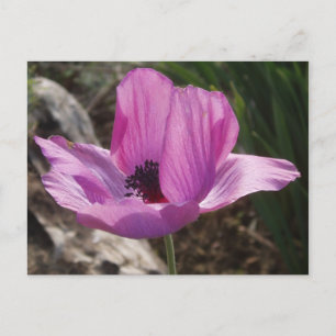 Carte postale Jardin Anemone