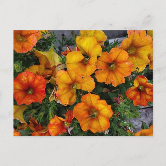 Carte Postale Jardin automnal (Devant)