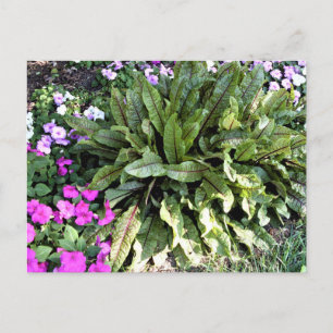 Carte Postale Jardin aux fleurs de Sorrel Rose Impatiens rouge