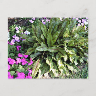 Carte Postale Jardin aux fleurs de Sorrel Rose Impatiens rouge
