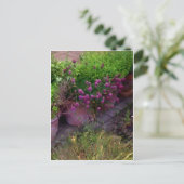 Carte Postale Jardin aux herbes (Debout devant)