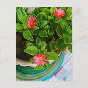 Carte Postale Jardin Bébé Rose Soleil Plante Dans Un Pot