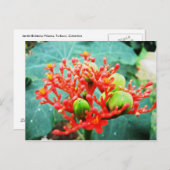 Carte Postale Jardín Botánico Piñeres, Turbaco, Colombie (Devant / Derrière)