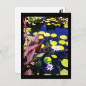 Carte Postale jardin botanique de chicago (Devant / Derrière)