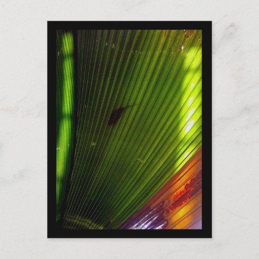 Carte Postale jardin botanique de chicago (Devant)