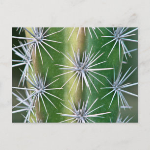 Carte Postale Jardin botanique de Huntington, Octopus Cactus
