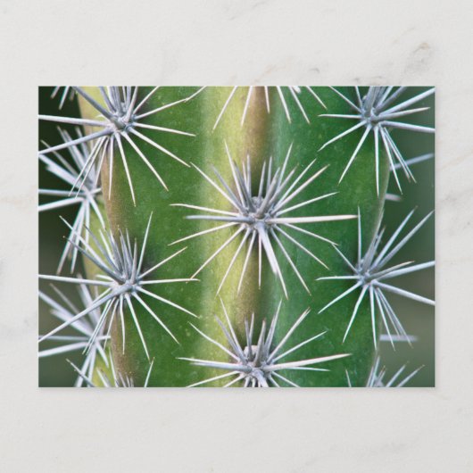 Carte Postale Jardin botanique de Huntington, Octopus Cactus (Devant)
