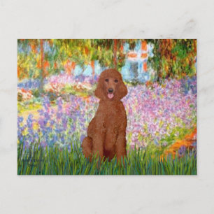 Carte Postale Jardin - Caniche Rouge Foncé #1