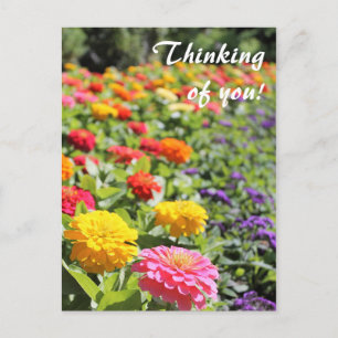 Carte postale Jardin coloré Dahlias "Pensez à vous