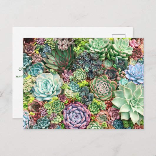 Carte Postale Jardin coloré Succulent (Devant / Derrière)