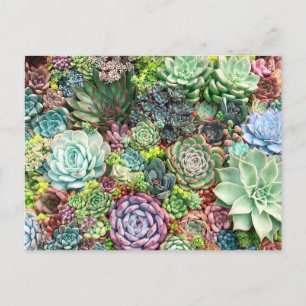 Carte Postale Jardin coloré Succulent