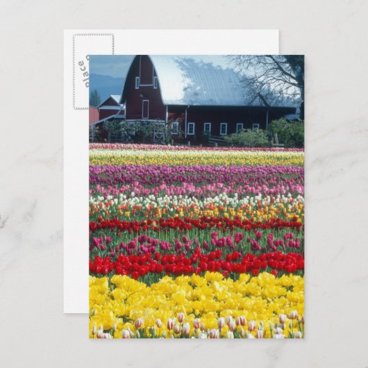 Carte Postale Jardin d'affichage des tulipes, comté de Skagit, (Devant / Derrière)