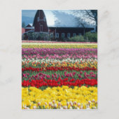 Carte Postale Jardin d'affichage des tulipes, comté de Skagit, (Devant)