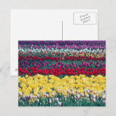 Carte Postale Jardin d'affichage des tulipes dans le comté de Sk (Devant / Derrière)