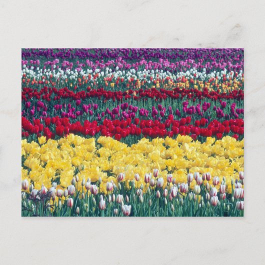 Carte Postale Jardin d'affichage des tulipes dans le comté de Sk (Devant)