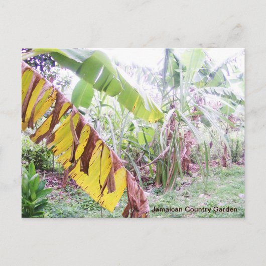 Carte Postale Jardin de campagne jamaïcain (Devant)