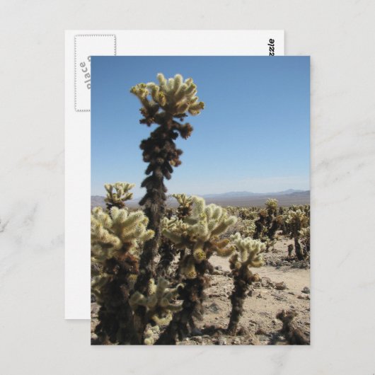 Carte Postale Jardin de Cholla - Joshua Tree (Devant / Derrière)