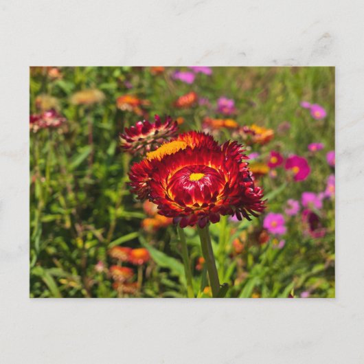 Carte Postale Jardin de fleurs (Devant)