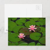Carte Postale Jardin de fleurs de laine d'eau de lotus rose, (Devant / Derrière)