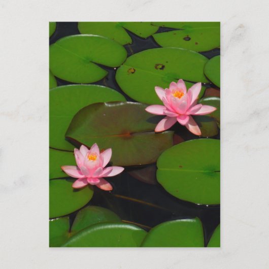 Carte Postale Jardin de fleurs de laine d'eau de lotus rose, (Devant)