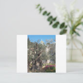 Carte Postale Jardin De Gethsemane (Debout devant)