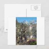 Carte Postale Jardin De Gethsemane (Devant / Derrière)