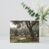 Carte Postale Jardin de Gethsémani (Debout devant)