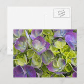 Carte Postale Jardin de Keukenhof Hydrangea (Devant / Derrière)