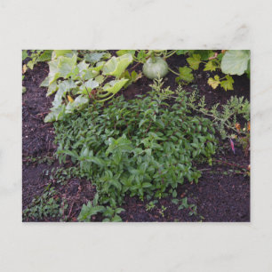 Carte Postale Jardin de la Monnaie